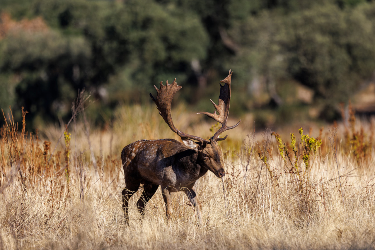hunting valdepalacios caza mayor