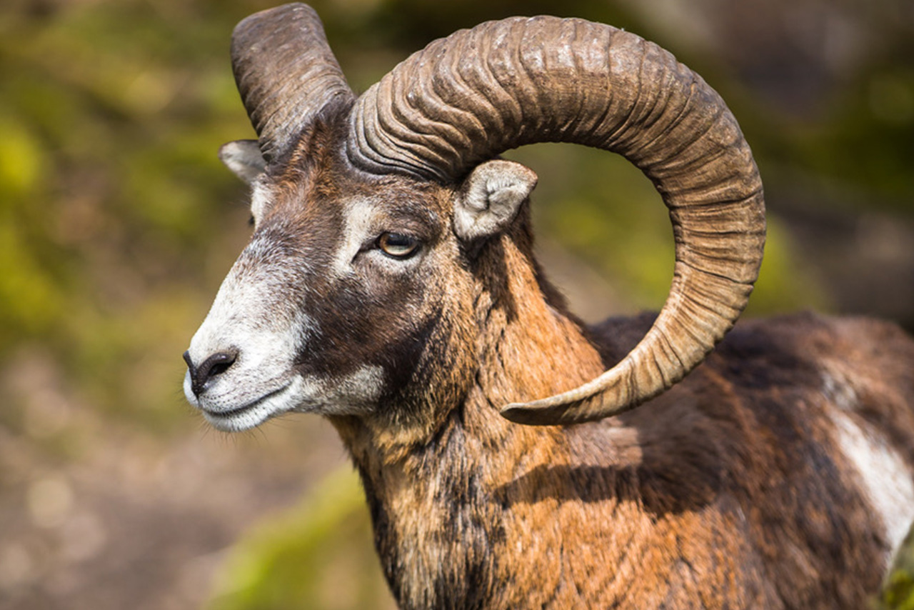 muflón caza mayor en vladepalacios